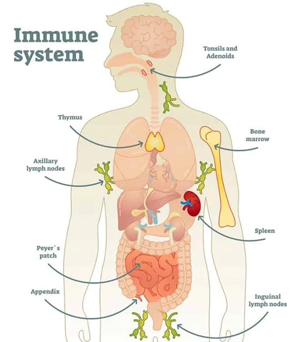 Chiropractic Nelson Tasman Immune System Diagram