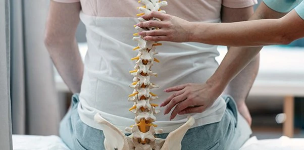 Chiropractic Nelson Tasman Spine Model