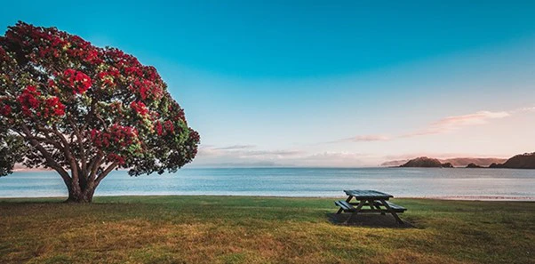 Chiropractic Nelson Tasman Park Table