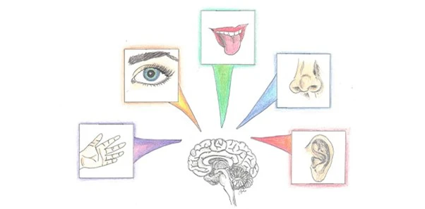 Chiropractic Nelson Tasman Senses Diagram