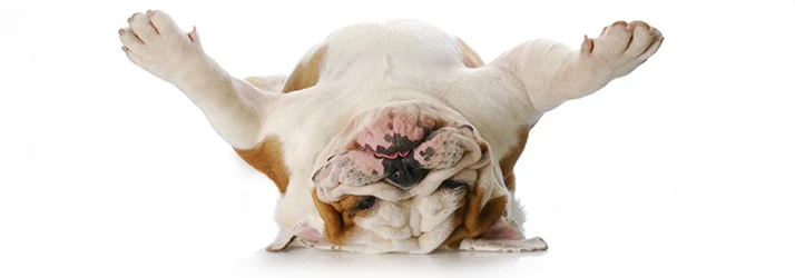 Chiropractic Nelson Tasman Maintenance Care Bulldog